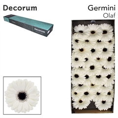 Gerbera Mini Black Center Olaf 45cm 7cm Hd