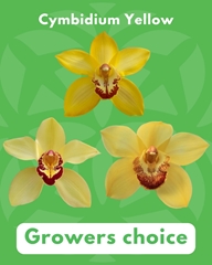 Cymbidium Yellow 60cm
