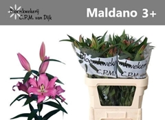 Lily Oriental Maldano 90cm 3+
