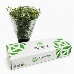 Eucalyptus Cinerea Per Bunch 70cm 300gr. Ex BOXpp