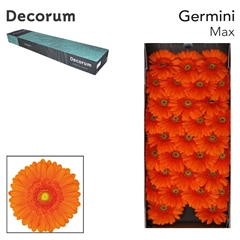 Gerbera Mini Green Center Max 45cm 7cm Hd