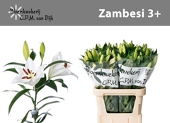 Lily Oriental Zambesi 90cm 3+