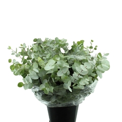 Eucalyptus Cinerea Per Bunch 50cm 150gr.