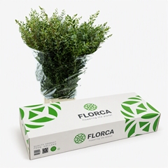 Eucalyptus Parvifolia Per Bunch 70cm 400gr. BOXpp