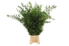 Ruscus Aculeatus Per Bunch 90cm 4st