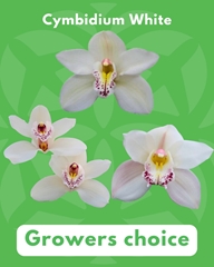 Cymbidium White 60cm