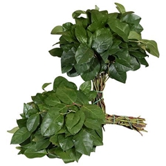 Gaultheria Shallon Salal Per Bunch 40cm Tips BUNCHpp