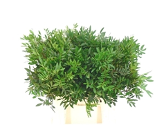 Pistacia Leaf Per Bunch 40cm