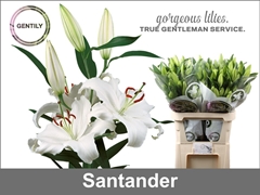 Lily Oriental Santander 90cm 4+