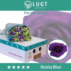 Eustoma Double Rosita Blue 70cm