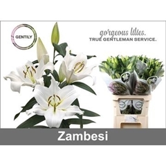 Lily Oriental Zambesi 90cm 4+
