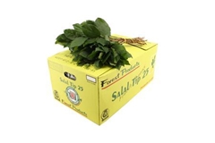 Gaultheria Shallon Salal Per Bunch 40cm TIPSpp