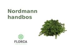 Abies Nordmanniana Hand Bunch