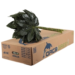Fatsia Japonica Per Bunch 60cm