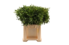 Pistacia Leaf Per Bunch 60cm