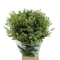 Eucalyptus Parvifolia Per Bunch 70cm 200gr.