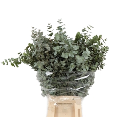 Eucalyptus Cinerea Per Bunch 70cm 200gr.