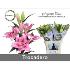Lily Oriental Trocadero 90cm 4+