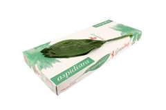 Aspidistra Elatior Per Bunch 90cm BUNCHpp