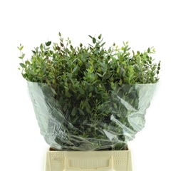Eucalyptus Parvifolia Per Bunch 50cm 150gr.