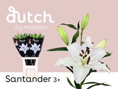 Lily Oriental Santander 85cm 3+