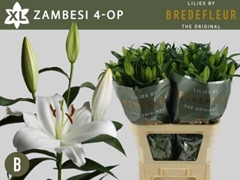 Lily Oriental Zambesi 95cm 4+