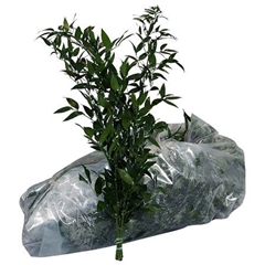 Ruscus Aculeatus Per Bunch 60cm 100gr.