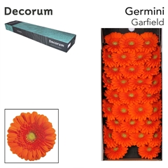 Gerbera Mini Green Center Garfield 45cm 7cm Hd