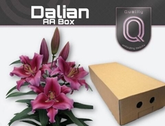 Lily Oriental Dalian 95cm 4+