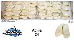 Anthurium Adina 11cm Hd