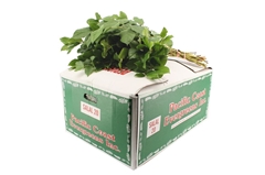 Gaultheria Shallon Salal Per Bunch 60cm EXTRApp