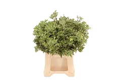 Pittosporum Nigra Per Bunch 50cm ITALYpp