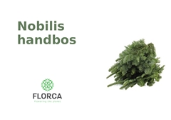 Nobilis Hand Bunch
