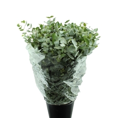 Eucalyptus Cinerea Per Bunch 70cm 200gr. EXTRApp