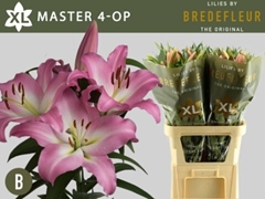 Lily Oriental Master 95cm 4+