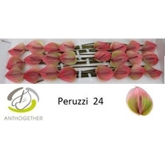 Anthurium Peruzzi 11cm Hd
