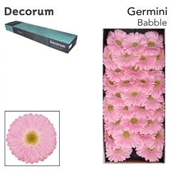 Gerbera Mini Green Center Babble 45cm 7cm Hd