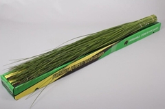 Xantorrhoea Steelgrass Per Bunch 120cm X35pp