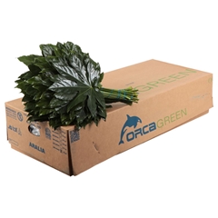 Fatsia Japonica Per Bunch 40cm