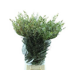 Eucalyptus Parvifolia Per Bunch 70cm 400gr.