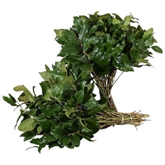 Gaultheria Shallon Salal Per Bunch 60cm Extra BUNCHpp