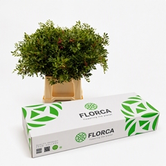 Pistacia Leaf Per Bunch 50cm BOXpp
