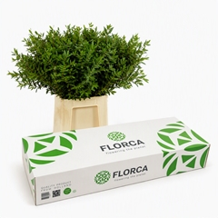 Pistacia Leaf Per Bunch 40cm BOXpp