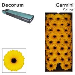Gerbera Mini Black Center Sailor 45cm 7cm Hd