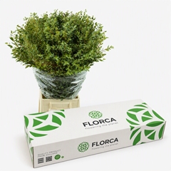 Eucalyptus Parvifolia Per Bunch 70cm 200gr. BOXpp
