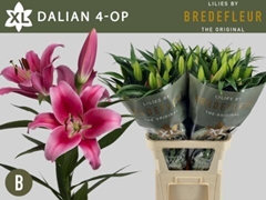 Lily Oriental Dalian 95cm 4+