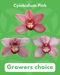 Cymbidium Pink 60cm