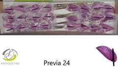 Anthurium Previa 11cm Hd