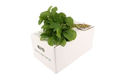 Gaultheria Shallon Salal Per Bunch 30cm BABYpp