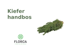 Pinus Strobus Hand Bunch